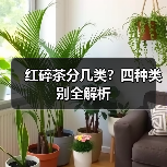 红碎茶分几类？四种类别全解析（图2）