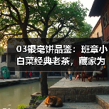 03银毫饼品鉴：班章小白菜经典老茶，藏家为何争相追捧（图4）