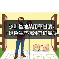 茶叶基地禁用草甘膦：绿色生产标准守护品质（图4）