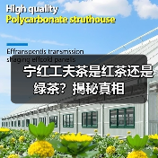 宁红工夫茶是红茶还是绿茶？揭秘真相（图1）