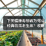 下关福禄寿禧砖为何成经典普洱老生茶？收藏价值解析（图3）