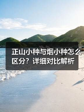 正山小种与烟小种怎么区分？详细对比解析（图2）