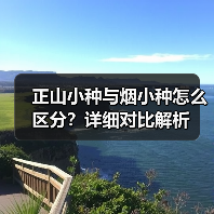 正山小种与烟小种怎么区分？详细对比解析（图4）