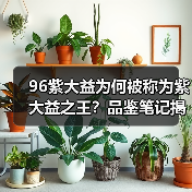 96紫大益为何被称为紫大益之王？品鉴笔记揭秘其品质与潜力！（图3）