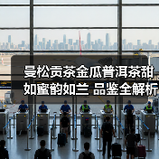 曼松贡茶金瓜普洱茶甜如蜜韵如兰 品鉴全解析（图1）