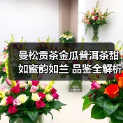曼松贡茶金瓜普洱茶甜如蜜韵如兰 品鉴全解析（图4）