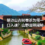 景迈山古树春茶为何一口入魂？山野滋味揭秘（图2）