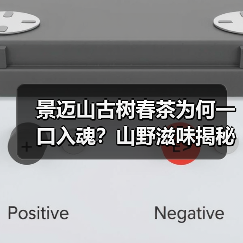 景迈山古树春茶为何一口入魂？山野滋味揭秘（图4）
