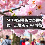 501乌金号传奇身世揭秘：边境茶菁 vs 传统大叶种（图1）