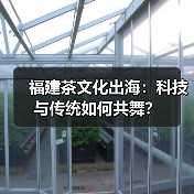 福建茶文化出海：科技与传统如何共舞？（图1）