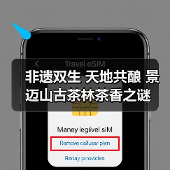 非遗双生 天地共酿 景迈山古茶林茶香之谜（图4）