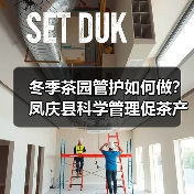 冬季茶园管护如何做？凤庆县科学管理促茶产业升级（图2）