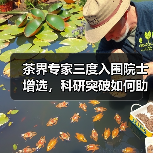 茶界专家三度入围院士增选，科研突破如何助力中国茶产业？（图3）