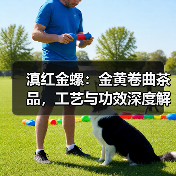 滇红金螺：金黄卷曲茶品，工艺与功效深度解析（图1）