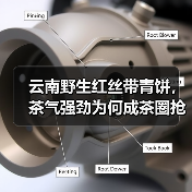 云南野生红丝带青饼，茶气强劲为何成茶圈抢手货？（图2）