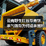 云南野生红丝带青饼，茶气强劲为何成茶圈抢手货？（图1）