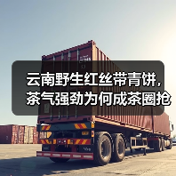 云南野生红丝带青饼，茶气强劲为何成茶圈抢手货？（图3）