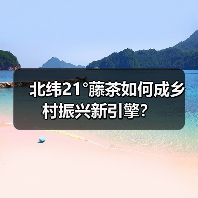 北纬21°藤茶如何成乡村振兴新引擎?(图2) 北纬21°藤茶如何成乡村振兴新引擎?(图2)