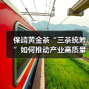 保靖黄金茶“三茶统筹”如何推动产业高质量发展？（图3）