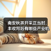 南安秋茶开采正当时,丰收背后有哪些产业机遇?(图1) 南安秋茶开采正当时,丰收背后有哪些产业机遇?(图1)