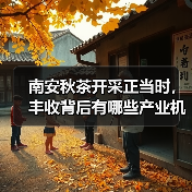 南安秋茶开采正当时,丰收背后有哪些产业机遇?(图3) 南安秋茶开采正当时,丰收背后有哪些产业机遇?(图3)