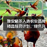 雅安藏茶入选农业品牌精品培育计划,绿色升级引关注(图4) 雅安藏茶入选农业品牌精品培育计划,绿色升级引关注(图4)