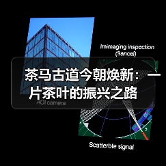 茶马古道今朝焕新：一片茶叶的振兴之路（图2）
