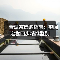 普洱茶选购指南：望闻定尝四步精准鉴别（图2）