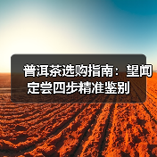普洱茶选购指南：望闻定尝四步精准鉴别（图3）