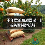 千年贡茶邂逅西湖,川浙茶香共醉杭城(图1) 千年贡茶邂逅西湖,川浙茶香共醉杭城(图1)