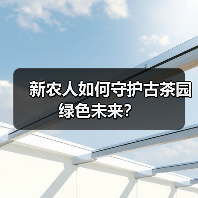 新农人如何守护古茶园绿色未来?(图4) 新农人如何守护古茶园绿色未来?(图4)
