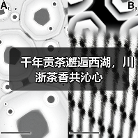 千年贡茶邂逅西湖，川浙茶香共沁心（图2）