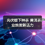 光伏板下种茶 普洱茶产业焕发新活力(图3) 光伏板下种茶 普洱茶产业焕发新活力(图3)