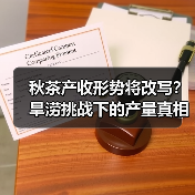 秋茶产收形势将改写?旱涝挑战下的产量真相(图2) 秋茶产收形势将改写?旱涝挑战下的产量真相(图2)