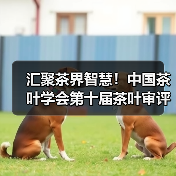 汇聚茶界智慧!中国茶叶学会第十届茶叶审评研究学术沙龙召开(图4) 汇聚茶界智慧!中国茶叶学会第十届茶叶审评研究学术沙龙召开(图4)