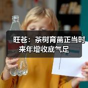 旺苍:茶树育苗正当时 来年增收底气足(图1) 旺苍:茶树育苗正当时 来年增收底气足(图1)