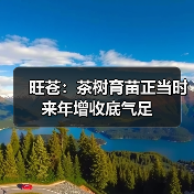 旺苍:茶树育苗正当时 来年增收底气足(图2) 旺苍:茶树育苗正当时 来年增收底气足(图2)