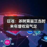 旺苍:茶树育苗正当时 来年增收底气足(图3) 旺苍:茶树育苗正当时 来年增收底气足(图3)