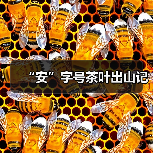 “安”字号茶叶出山记(图3) “安”字号茶叶出山记(图3)