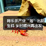 将乐茶产业“泡”出新生机 乡村振兴再出发(图3) 将乐茶产业“泡”出新生机 乡村振兴再出发(图3)