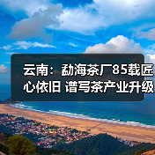 云南:勐海茶厂85载匠心依旧 谱写茶产业升级新篇章(图2) 云南:勐海茶厂85载匠心依旧 谱写茶产业升级新篇章(图2)