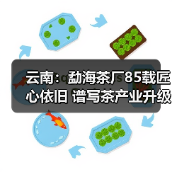 云南:勐海茶厂85载匠心依旧 谱写茶产业升级新篇章(图3) 云南:勐海茶厂85载匠心依旧 谱写茶产业升级新篇章(图3)