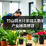 竹山县大叶茶加工助茶产业提质增效(图2) 竹山县大叶茶加工助茶产业提质增效(图2)