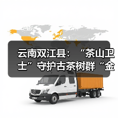 云南双江县:“茶山卫士”守护古茶树群“金叶子”(图1) 云南双江县:“茶山卫士”守护古茶树群“金叶子”(图1)