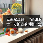 云南双江县:“茶山卫士”守护古茶树群“金叶子”(图3) 云南双江县:“茶山卫士”守护古茶树群“金叶子”(图3)