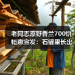 老同志原野香兰700饼钜惠宣发：石缝里长出的兰香（图3）