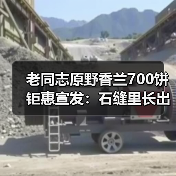 老同志原野香兰700饼钜惠宣发：石缝里长出的兰香（图4）