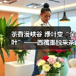 茶香漫峡谷 绿叶变“金叶”——西藏墨脱采茶人劳务品牌的2025年答卷(图3) 茶香漫峡谷 绿叶变“金叶”——西藏墨脱采茶人劳务品牌的2025年答卷(图3)