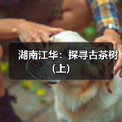 湖南江华:探寻古茶树(上)(图4) 湖南江华:探寻古茶树(上)(图4)