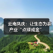 云南凤庆：让生态为茶产业“点绿成金”（图1）